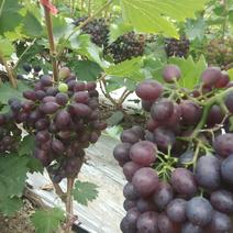 各品种葡萄精品已陆续上市，欢迎各位前来洽谈！