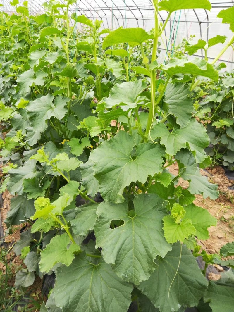 大棚蔬菜吊秧绳吊蔓绳黄瓜苦瓜西红柿辣椒豆角绑蔓吊绳吊线