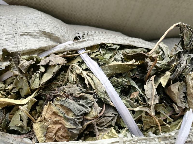 青桑叶！霜桑叶，产地直销