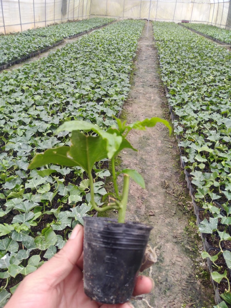 百香果苗