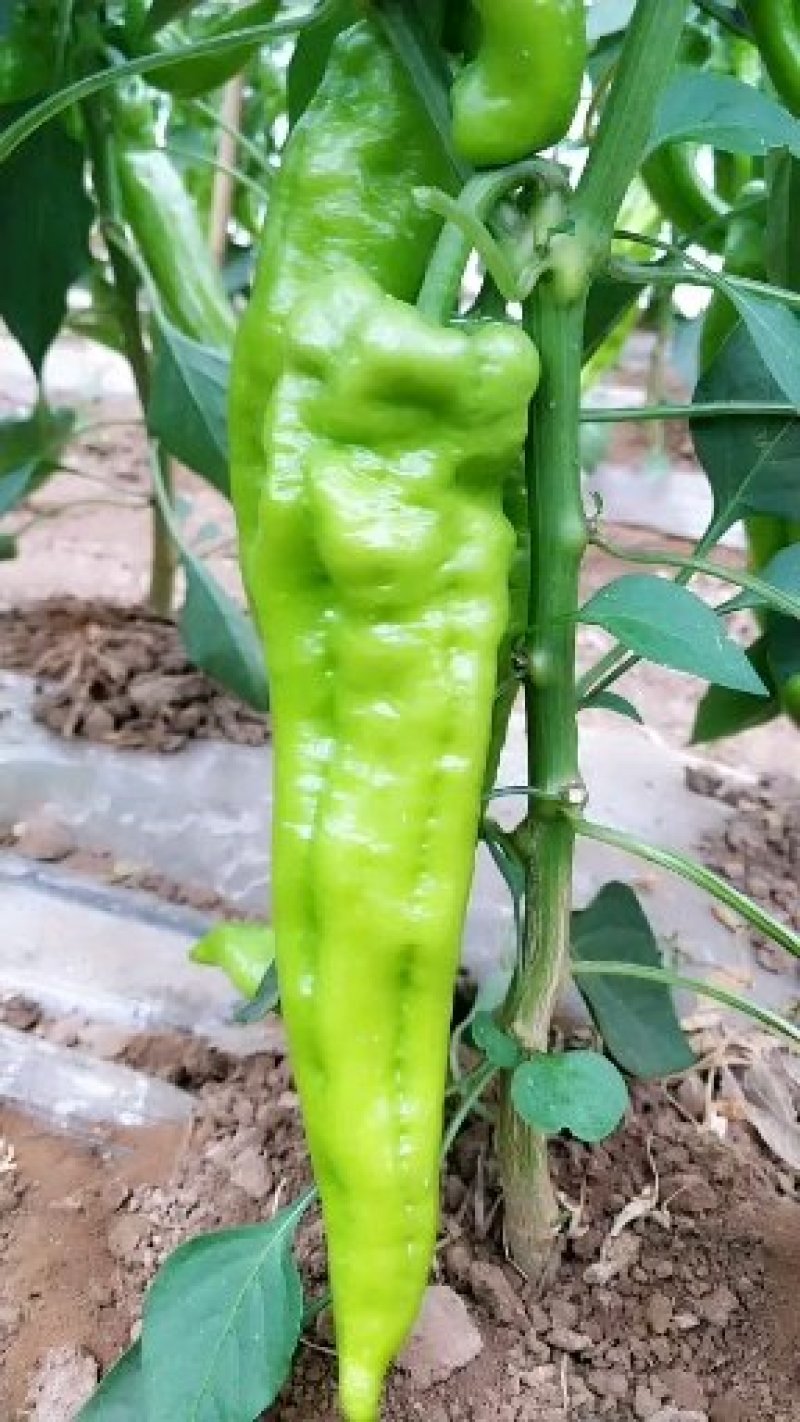 黄皮牛角椒尖椒绿皮