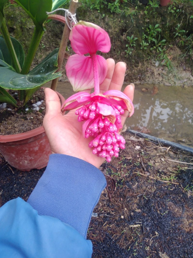 宝莲灯花苗