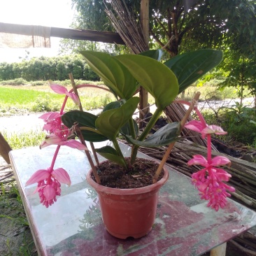 宝莲灯花苗
