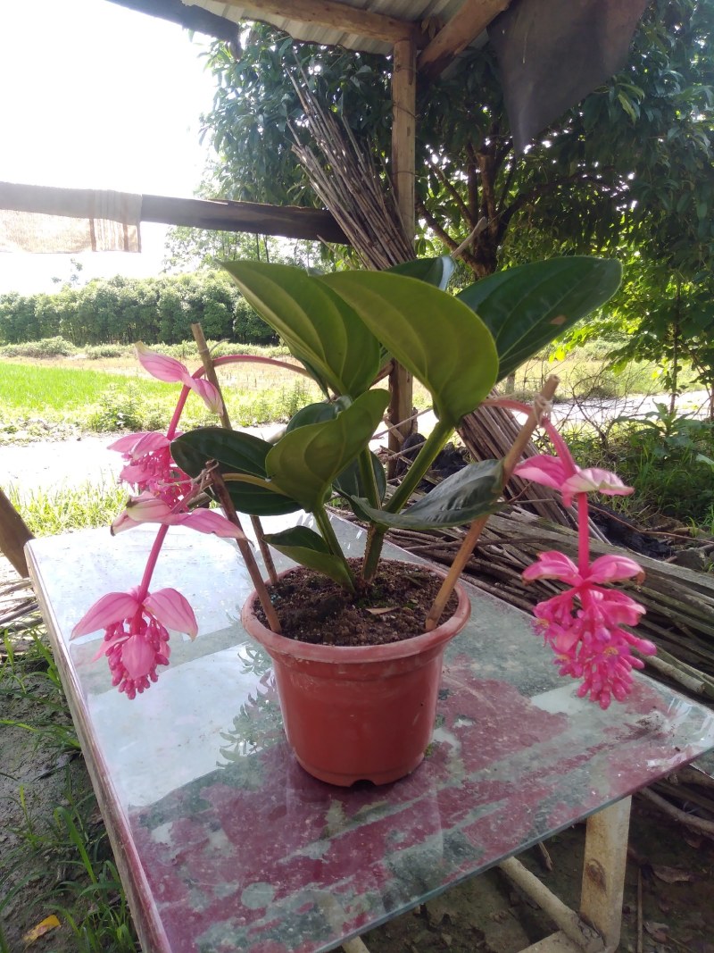 宝莲灯花苗