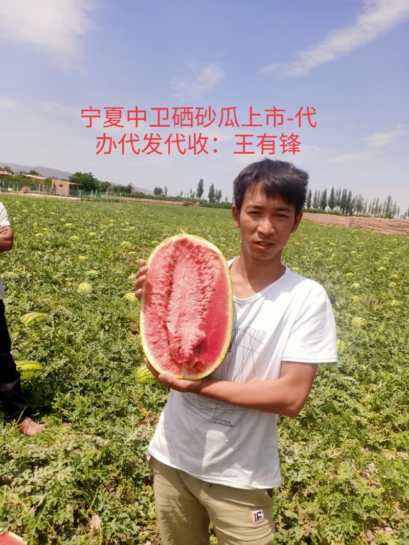 宁夏中卫硒砂瓜石缝瓜&金城5号、自根苗，产地代发全国