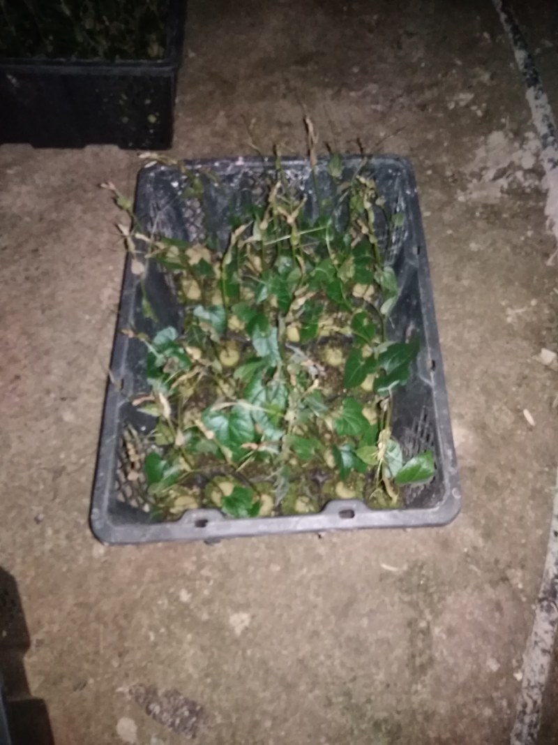 罗汉果苗