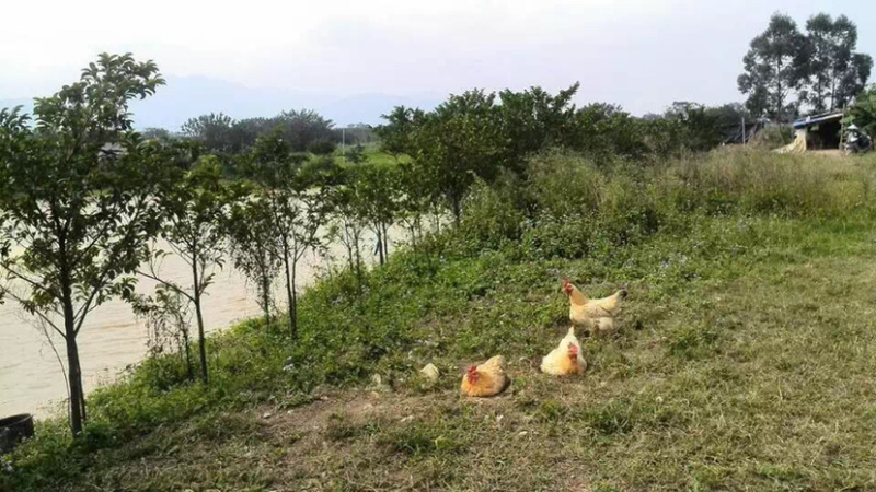 批发初生土鸡蛋