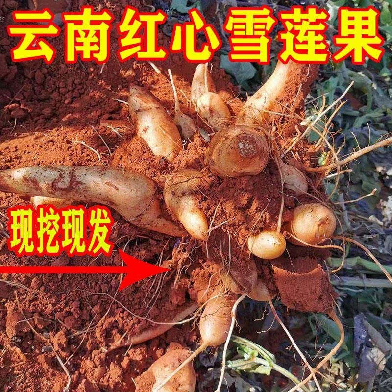 云南天山雪莲果新鲜包邮10斤红色现挖水果红心特级9斤