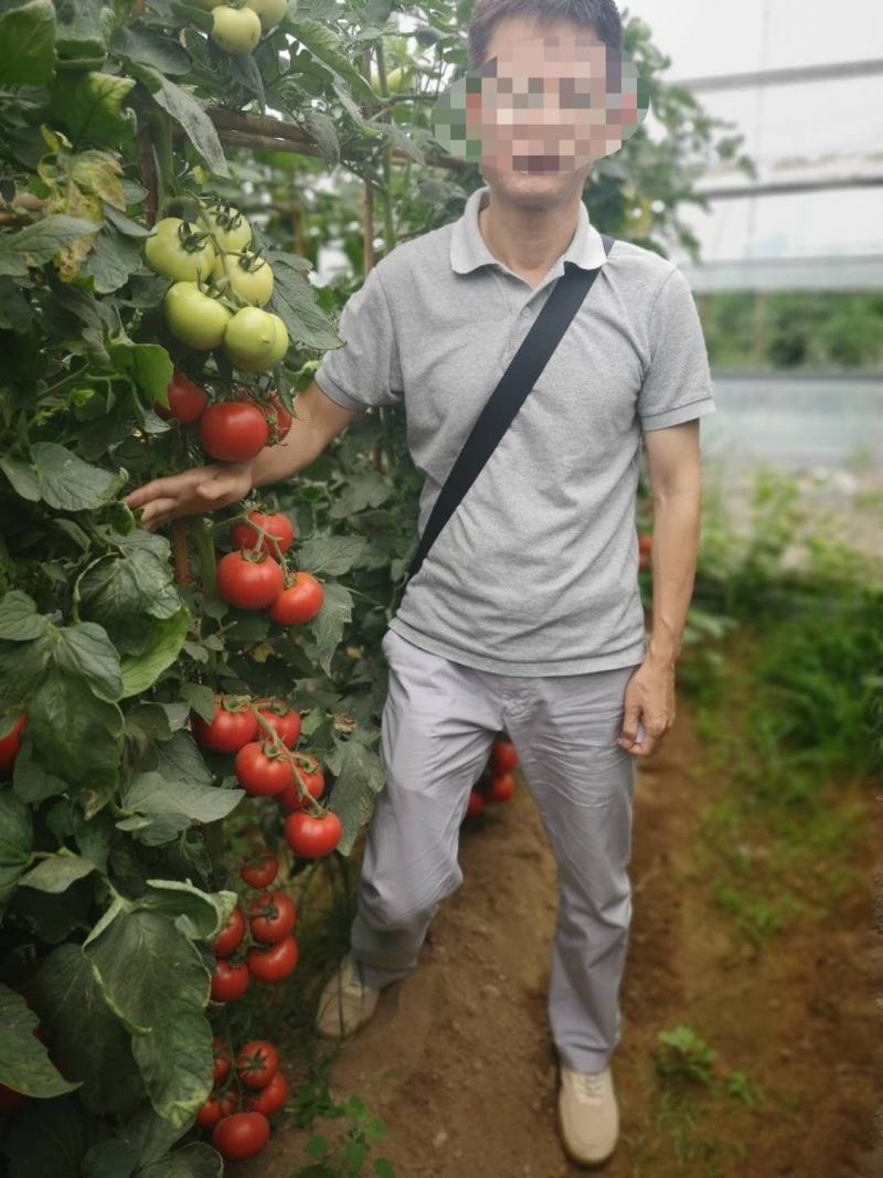 露地抗病石头番茄种子较耐热较耐裂果金达菲硬果番茄