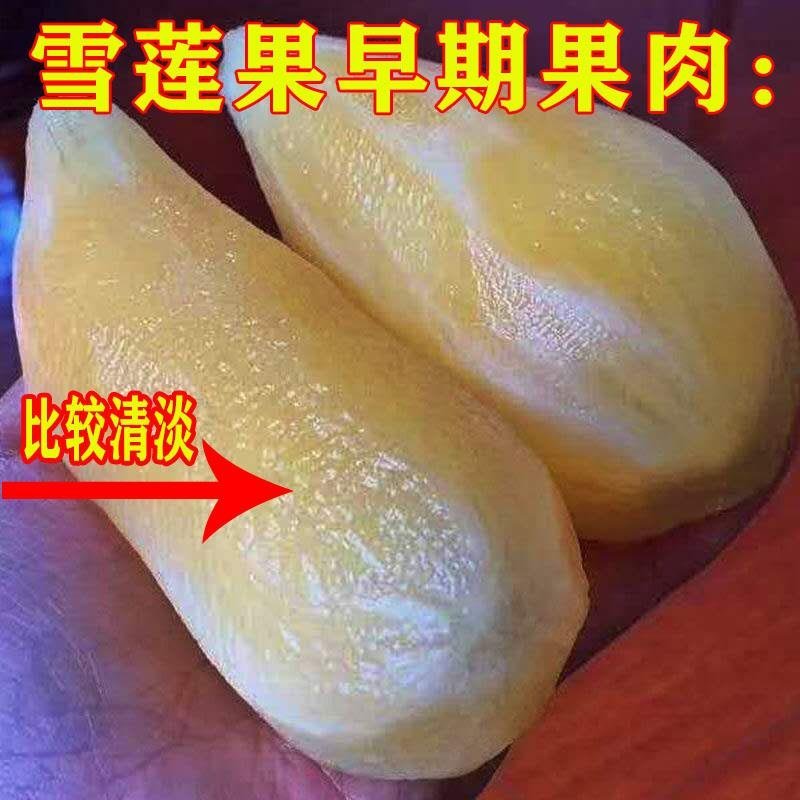 云南天山雪莲果新鲜孕妇水果3斤5斤10斤特价红心现挖包邮