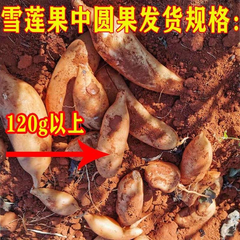 云南天山雪莲果新鲜孕妇水果3斤5斤10斤特价红心现挖包邮