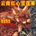 云南天山雪莲果新鲜孕妇水果3斤5斤10斤特价红心现挖包邮