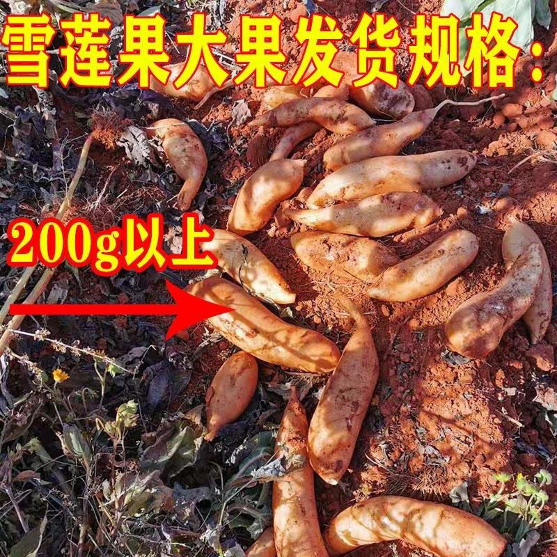 云南天山雪莲果新鲜孕妇水果3斤5斤10斤特价红心现挖包邮