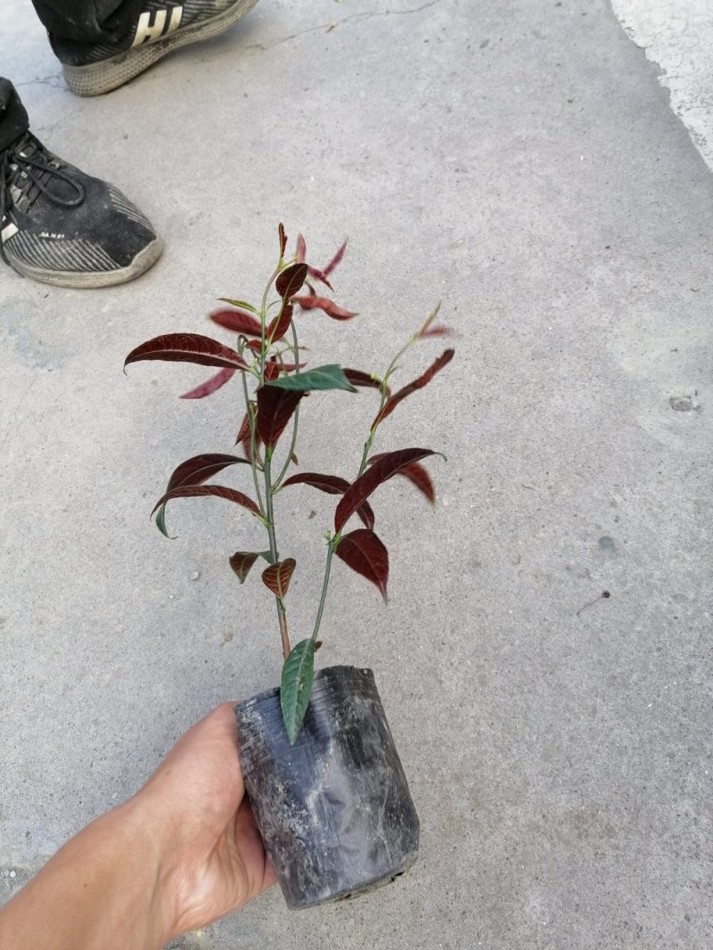 成都红背桂，红背桂基地。