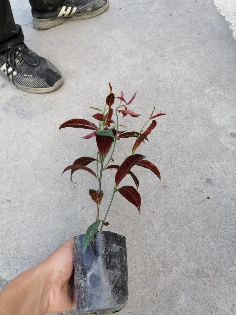成都红背桂，红背桂基地。