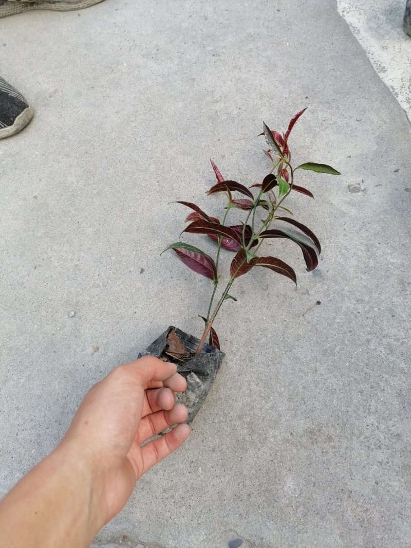 成都红背桂，红背桂基地。