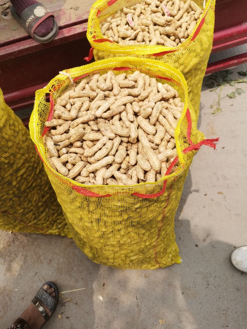 新鲜花生，四粒红，花生，大白鲨果，过筛手选，大量上市