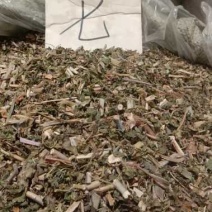 泽漆泽七中药专营保证品质批发零售
