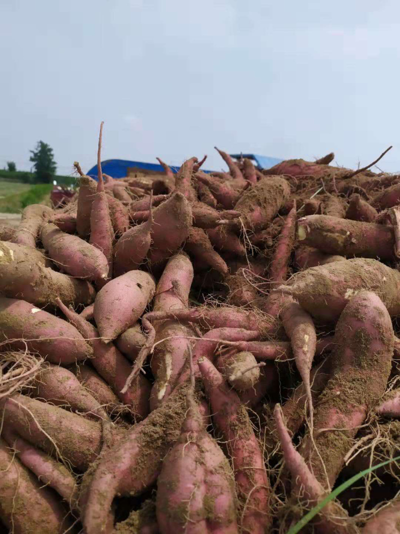 沙地红薯新鲜蔬菜现摘现挖一手货源特价批发