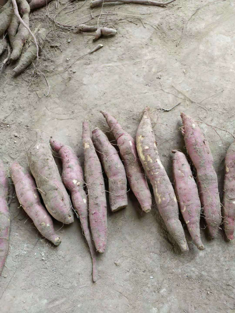 沙地红薯新鲜蔬菜现摘现挖一手货源特价批发