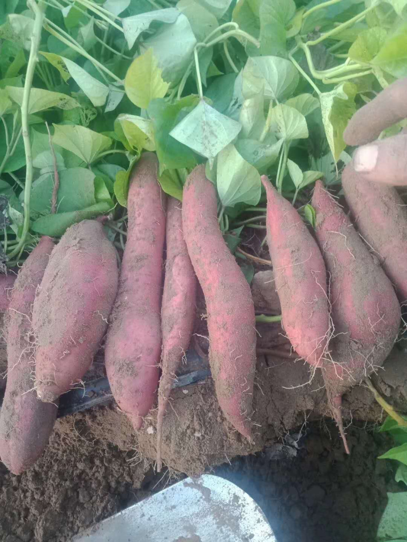 沙地红薯新鲜蔬菜现摘现挖一手货源特价批发