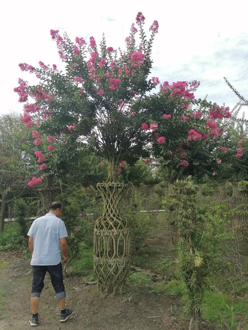 紫薇嫩枝花瓶造型开花造型紫薇瓶四川大红紫薇价格详聊