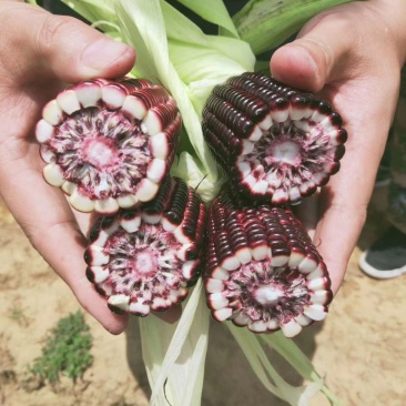 花青素玉米4月中旬大量上市