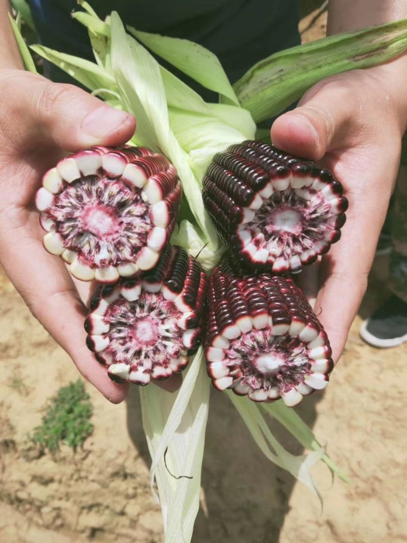 花青素玉米4月中旬大量上市