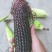 花青素玉米4月中旬大量上市