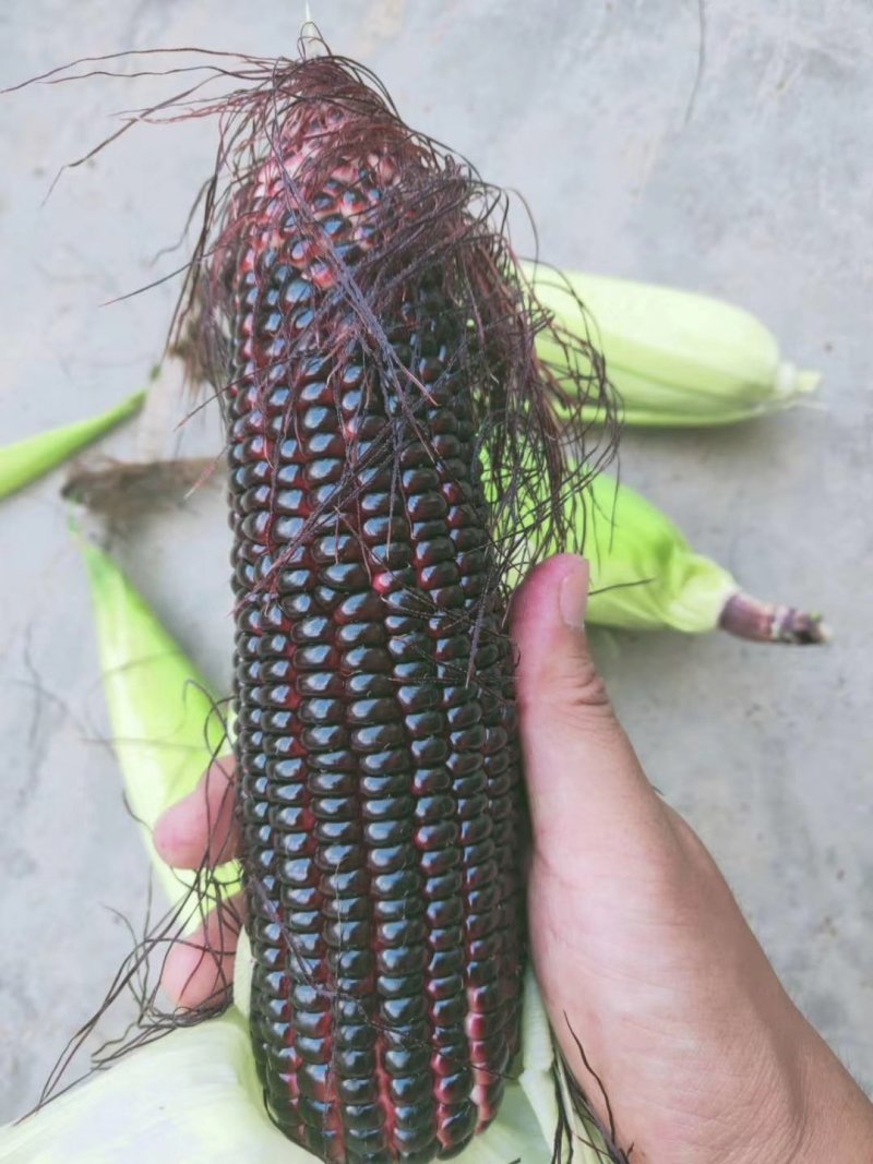 花青素玉米4月中旬大量上市