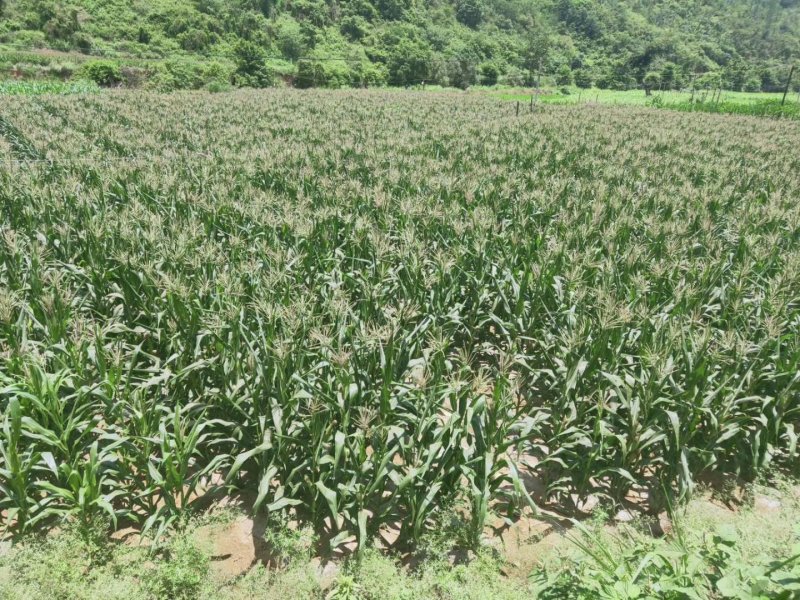 花青素玉米4月中旬大量上市