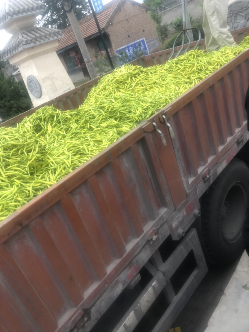黄花菜
