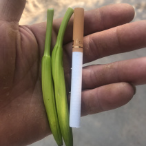黄花菜