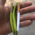 黄花菜