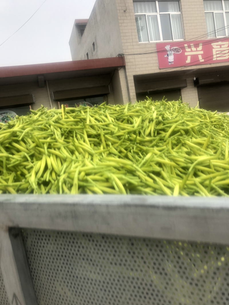 黄花菜
