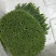 韭菜花规格38cm以下(靓中花)