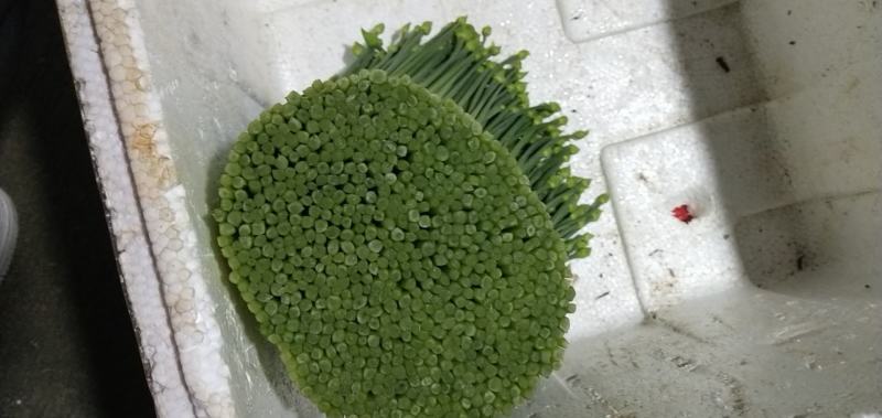韭菜花规格38cm以下(靓中花)