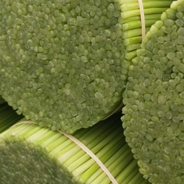 韭菜花规格38cm以下(靓中花)
