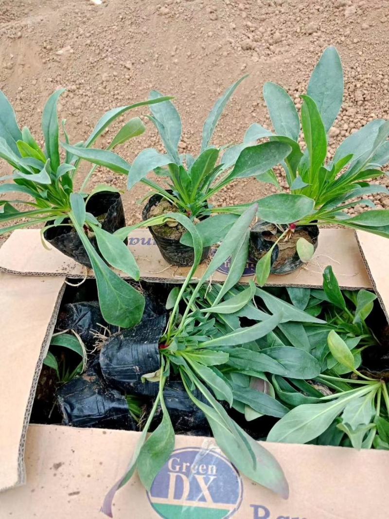 荷花，基地直销，常年供应各种绿化苗木