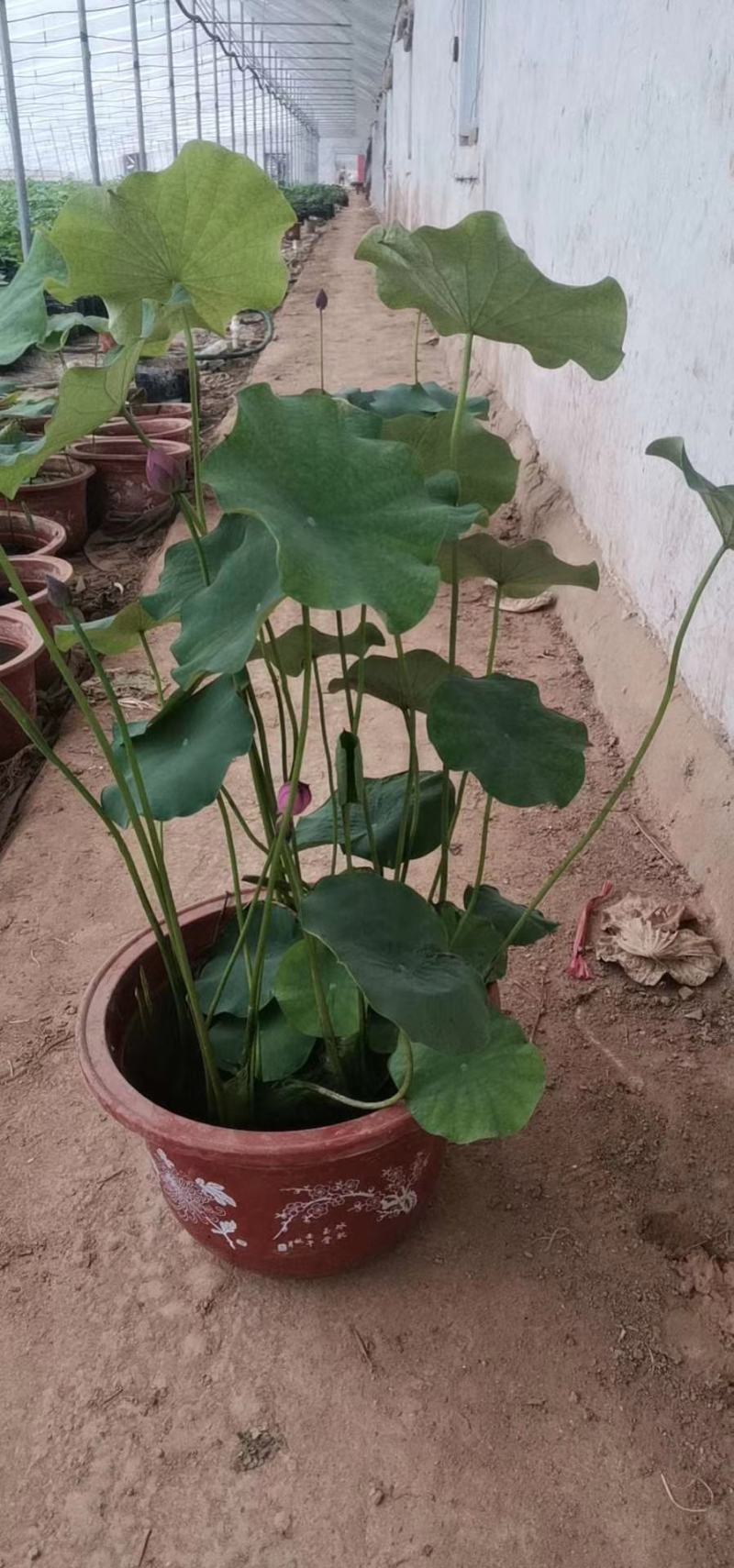 荷花，基地直销，常年供应各种绿化苗木