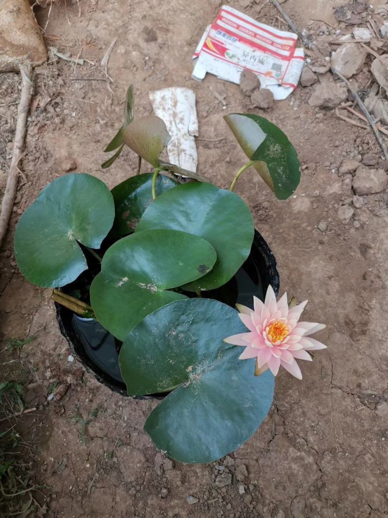 睡莲，基地直销，常年销售各种绿化苗木。