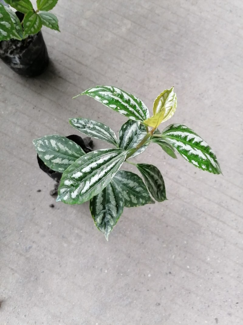 冷水花小杯苗高10-15公分