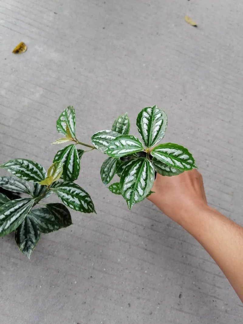 冷水花小杯苗高10-15公分