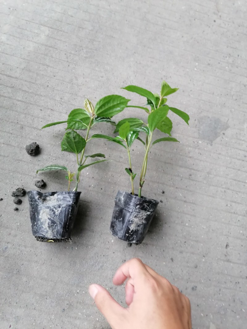 冷水花小杯苗高10-15公分