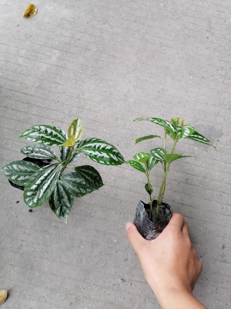 冷水花小杯苗高10-15公分