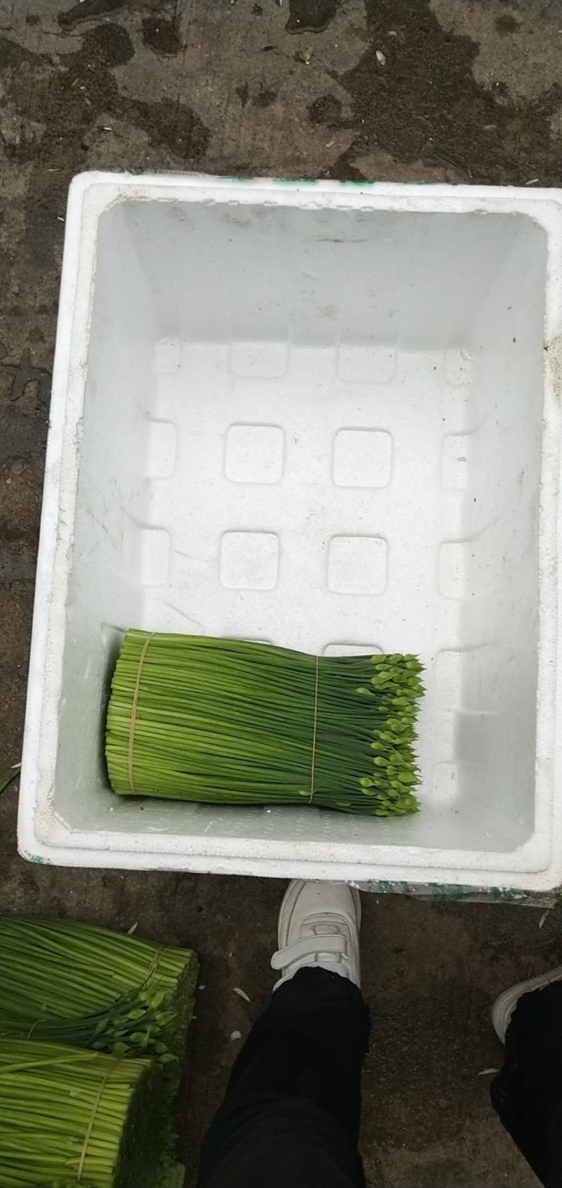 韭菜花规格25-35cm靓短花