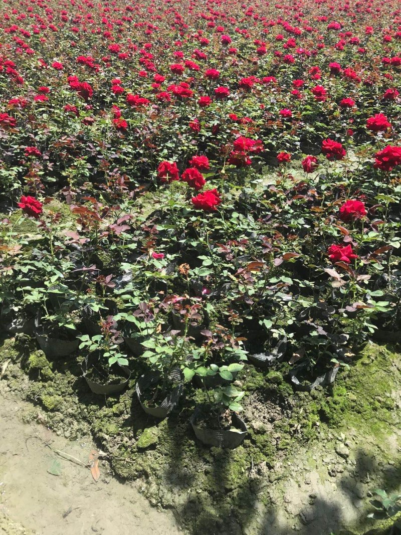 大花月季杯苗高40-50公分