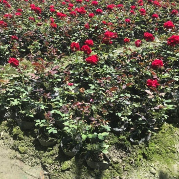 大花月季杯苗高40-50公分
