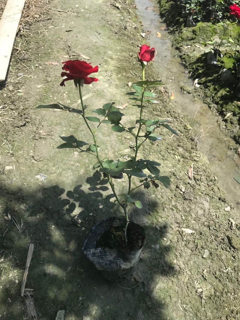 大花月季杯苗高40-50公分