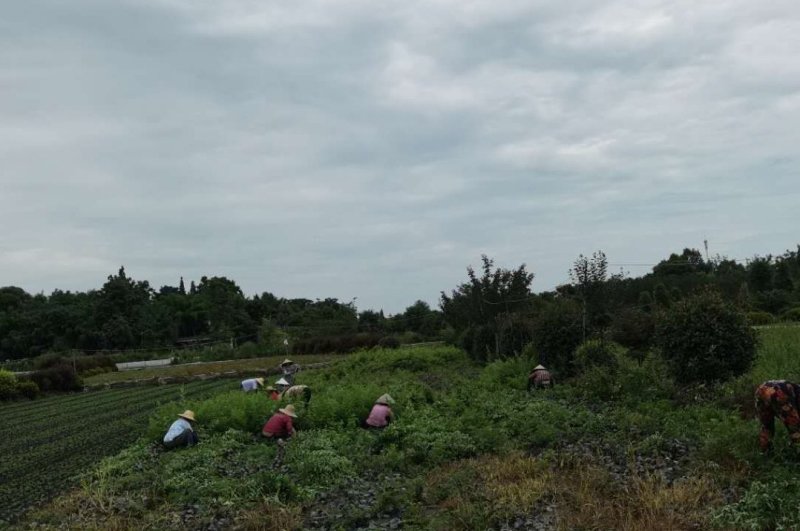 藤蔓月季成都基地批发现货供应